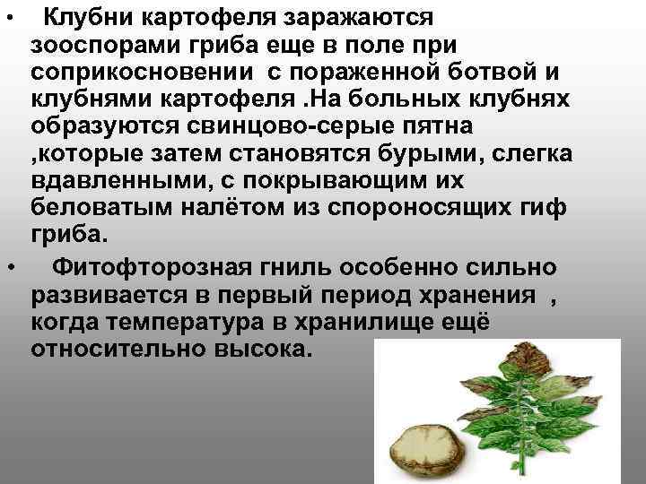  • Клубни картофеля заражаются зооспорами гриба еще в поле при соприкосновении с пораженной