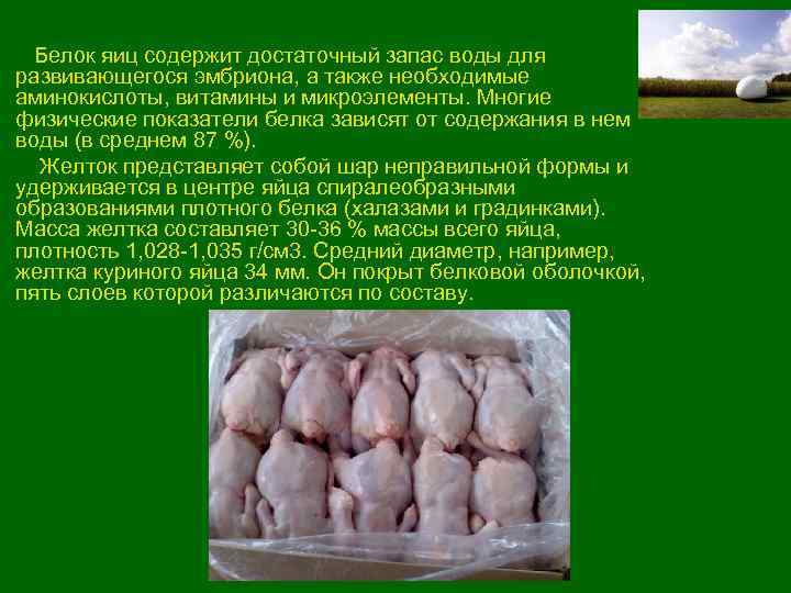  Белок яиц содержит достаточный запас воды для развивающегося эмбриона, а также необходимые аминокислоты,