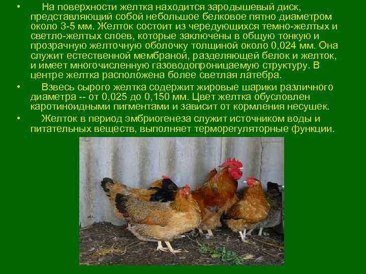  •  На поверхности желтка находится зародышевый диск,  представляющий собой небольшое белковое