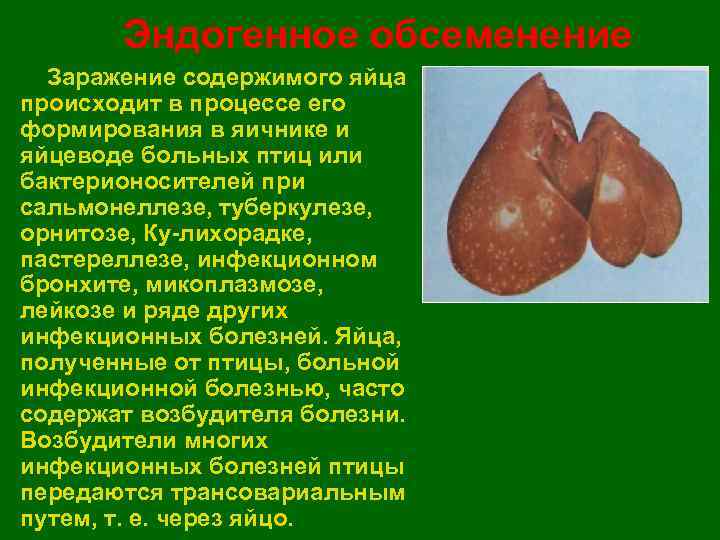   Эндогенное обсеменение • Заражение содержимого яйца происходит в процессе его формирования в