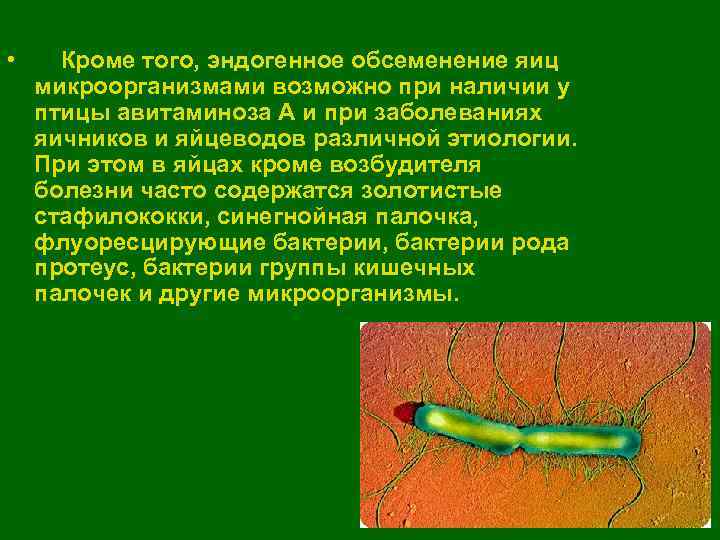  • Кроме того, эндогенное обсеменение яиц микроорганизмами возможно при наличии у птицы авитаминоза