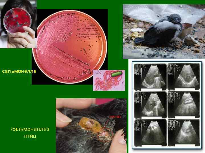 сальмонелла  сальмонеллез  птиц 