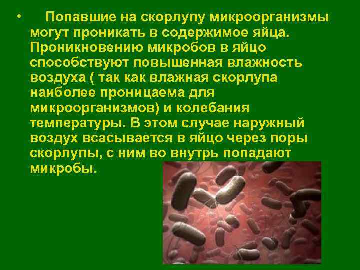  • Попавшие на скорлупу микроорганизмы могут проникать в содержимое яйца. Проникновению микробов в