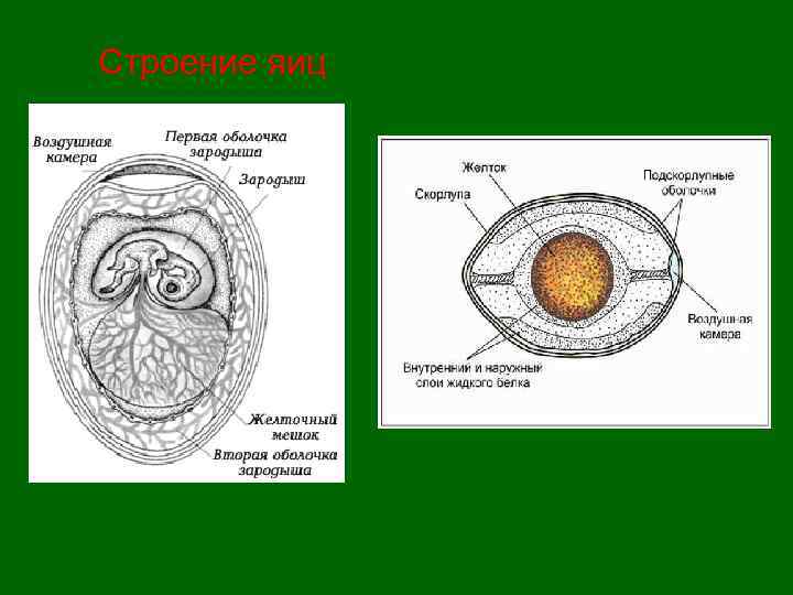 Строение яиц 