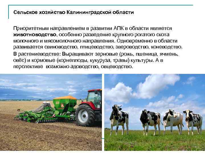 Сельское хозяйство Калининградской области  Приоритетным направлением в развитии АПК в области является животноводство,