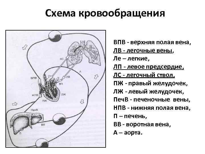 Норколут при кровотечении схема