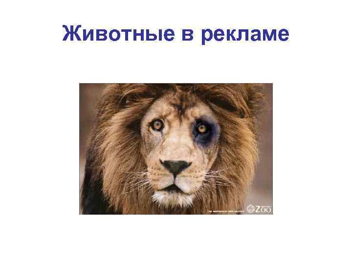Животные в рекламе 