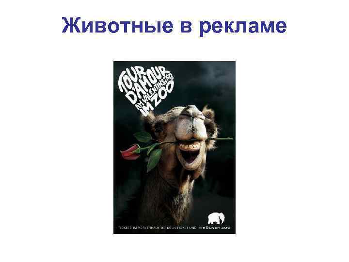 Животные в рекламе 