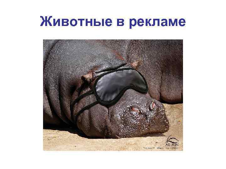 Животные в рекламе 