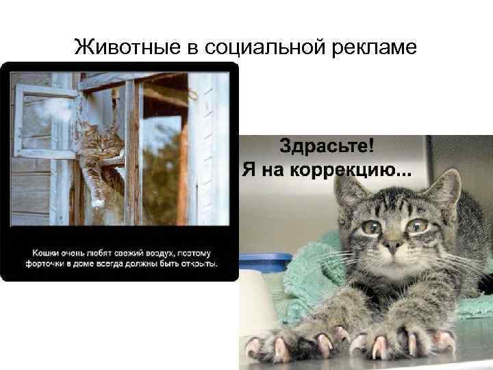 Животные в социальной рекламе 