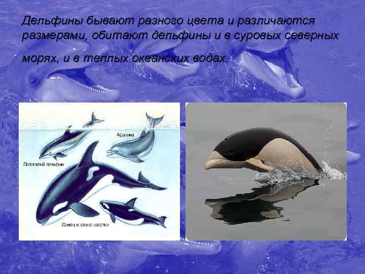 Дельфины бывают разного цвета и различаются размерами, обитают дельфины и в суровых северных морях,