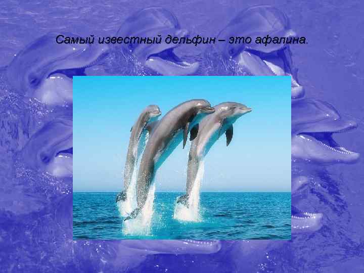 Самый известный дельфин – это афалина. 