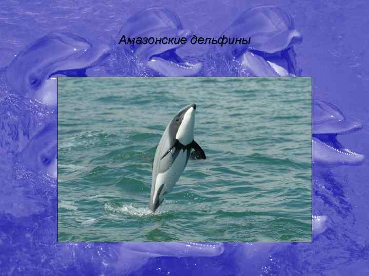 Амазонские дельфины 