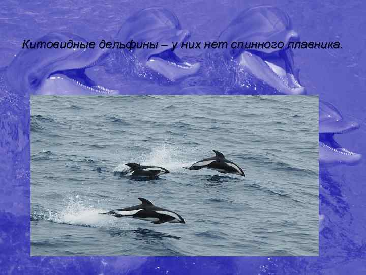 Китовидные дельфины – у них нет спинного плавника. 
