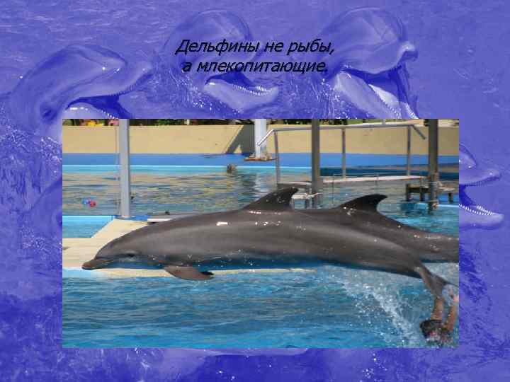 Дельфины не рыбы,  а млекопитающие.  