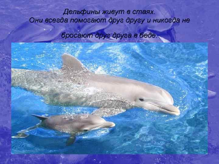    Дельфины живут в стаях.  Они всегда помогают другу и никогда