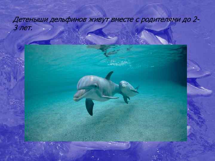 Детеныши дельфинов живут вместе с родителями до 2 - 3 лет. 