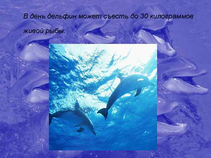 В день дельфин может съесть до 30 килограммов  живой рыбы. 