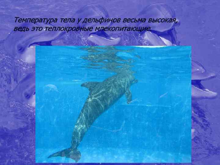 Температура тела у дельфинов весьма высокая,  ведь это теплокровные млекопитающие. 