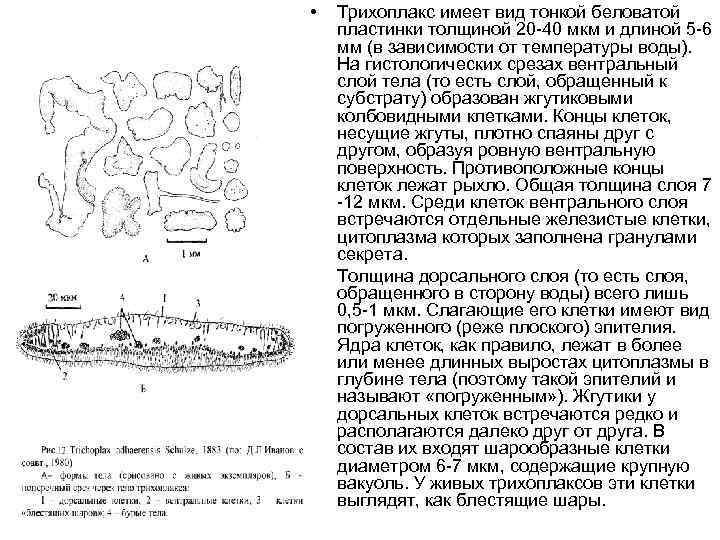  •  Трихоплакс имеет вид тонкой беловатой пластинки толщиной 20 40 мкм и