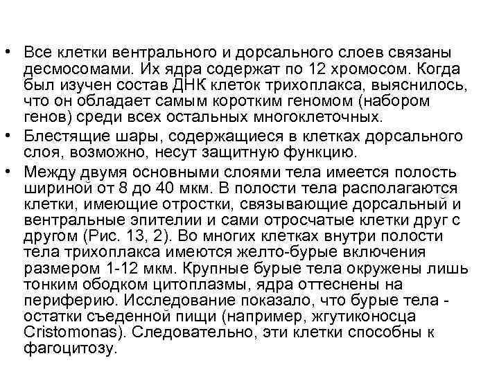  • Все клетки вентрального и дорсального слоев связаны  десмосомами. Их ядра содержат