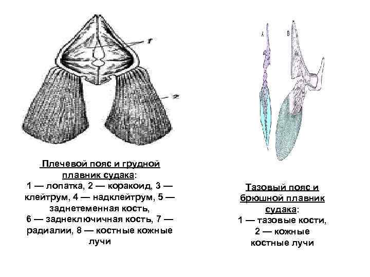   Плечевой пояс и грудной   плавник судака:  1 — лопатка,