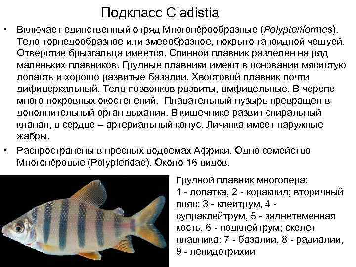    Подкласс Cladistia • Включает единственный отряд Многопёрообразные (Polypteriformes). Тело торпедообразное или
