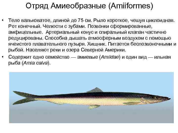    Отряд Амиеобразные (Amiiformes) • Тело вальковатое, длиной до 75 см. Рыло