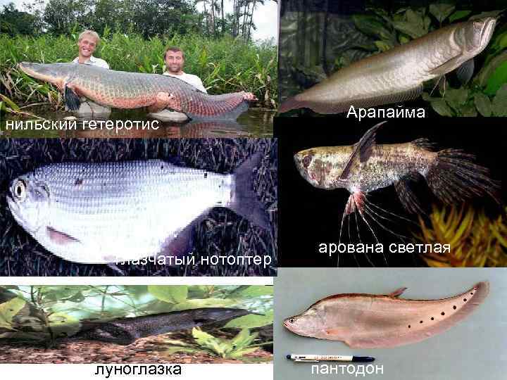       Арапайма нильский гетеротис     
