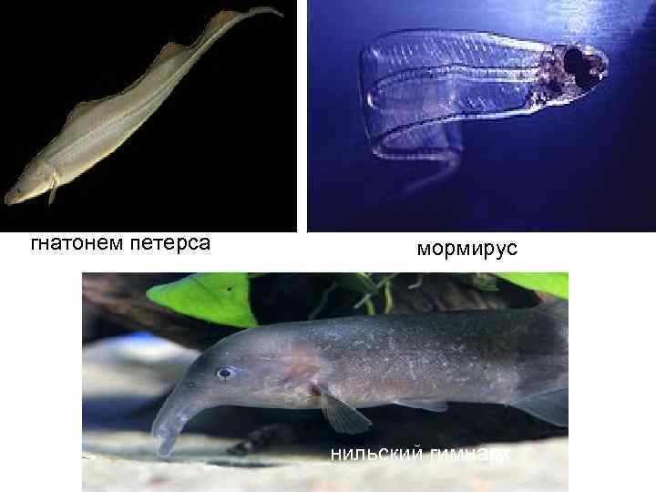 гнатонем петерса   мормирус    нильский гимнарх 