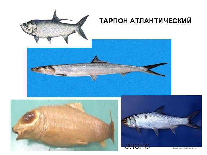 ТАРПОН АТЛАНТИЧЕСКИЙ  ЭЛОПС 