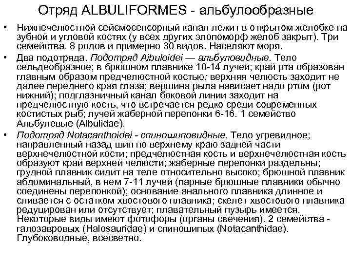   Отряд ALBULIFORMES - альбулообразные • Нижнечелюстной сейсмосенсорный канал лежит в открытом желобке