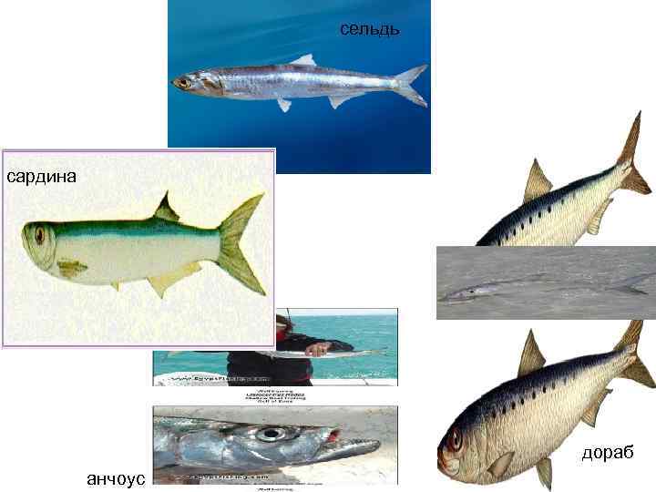    сельдь сардина       дораб 