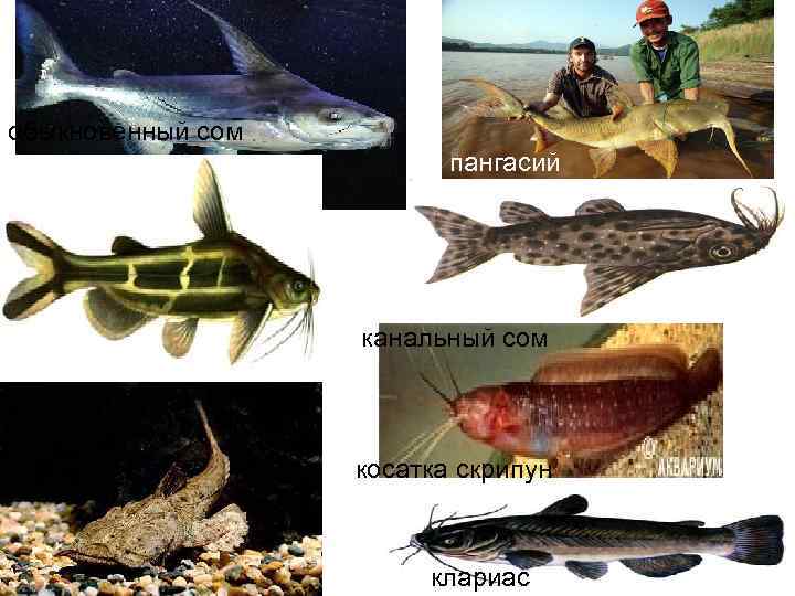 обыкновенный сом      пангасий  хака    канальный