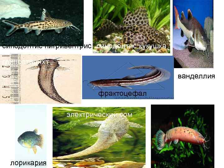 синодонтис нигривентрис синодонтис кукушка глипоптерихт     ванделлия    