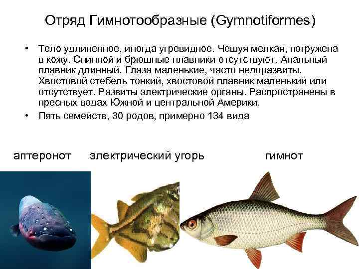   Отряд Гимнотообразные (Gymnotiformes)  • Тело удлиненное, иногда угревидное. Чешуя мелкая, погружена