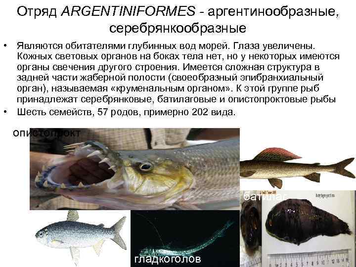  Отряд ARGENTINIFORMES - аргентинообразные,    серебрянкообразные • Являются обитателями глубинных вод