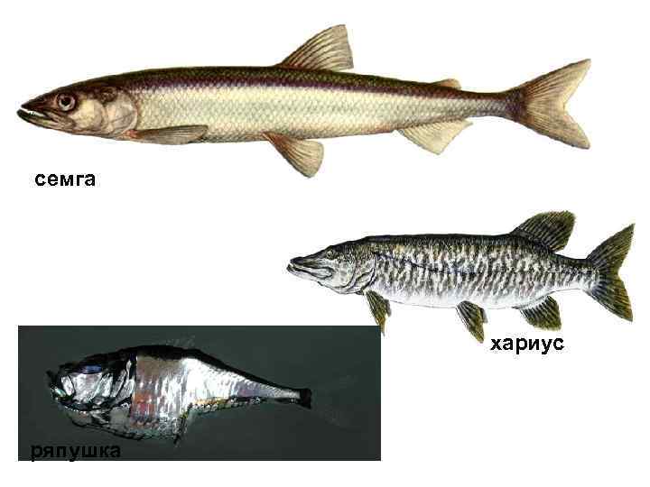 семга   хариус  ряпушка  