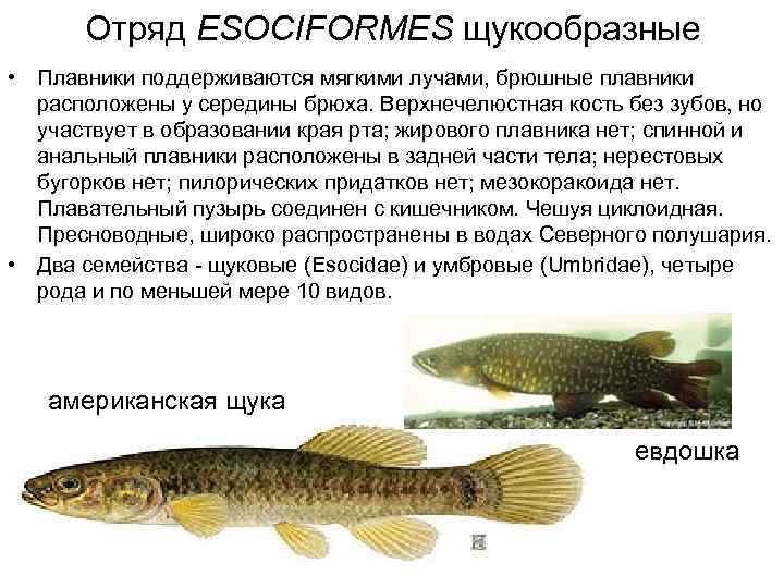  Отряд ESOCIFORMES щукообразные • Плавники поддерживаются мягкими лучами, брюшные плавники  расположены у