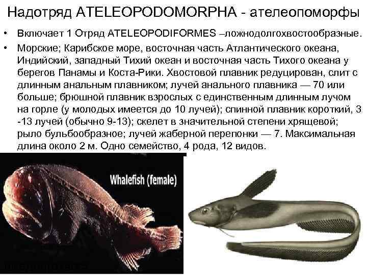 Надотряд ATELEOPODOMORPHA - ателеопоморфы • Включает 1 Отряд ATELEOPODIFORMES –ложнодолгохвостообразные.  • Морские; Карибское