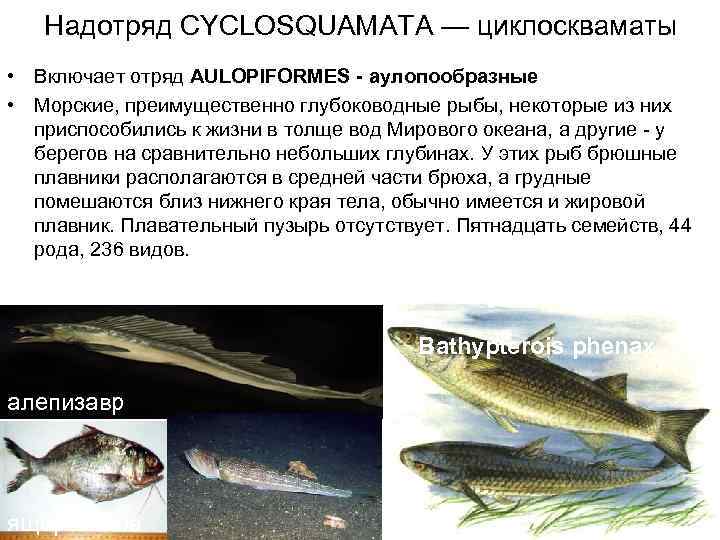   Надотряд CYCLOSQUAMATA — циклоскваматы • Включает отряд AULOPIFORMES - аулопообразные • Морские,