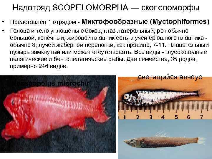   Надотряд SCOPELOMORPHA — скопеломорфы • Представлен 1 отрядом - Миктофообразные (Myctophiformes) •