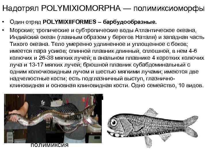 Надотрял POLYMIXIOMORPHA — полимиксиоморфы • Один отряд POLYMIXIIFORMES – барбудообразные.  • Морские; тропические