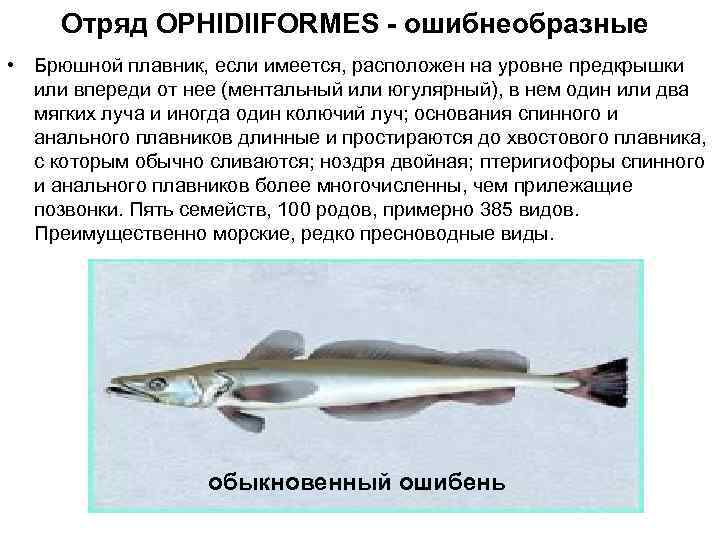  Отряд OPHIDIIFORMES - ошибнеобразные • Брюшной плавник, если имеется, расположен на уровне предкрышки