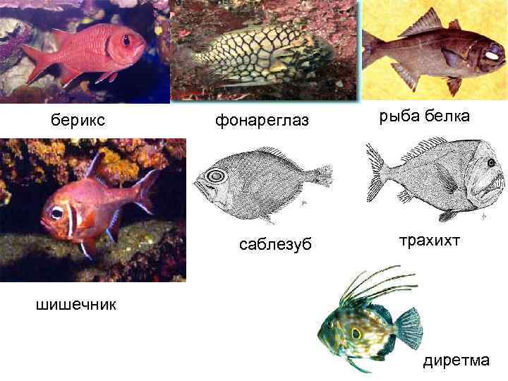  берикс  фонареглаз  рыба белка   саблезуб трахихт  шишечник 
