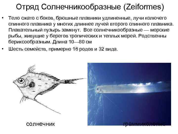 Солнечникообразные рыбы. Араванообразные рыбы представители. Бериксообразные рыбы. Колючие лучи у рыб.