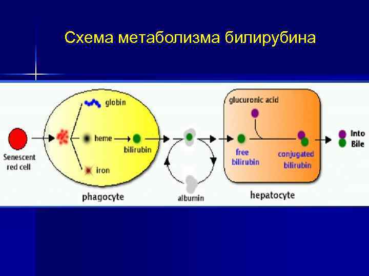 >Схема метаболизма билирубина 