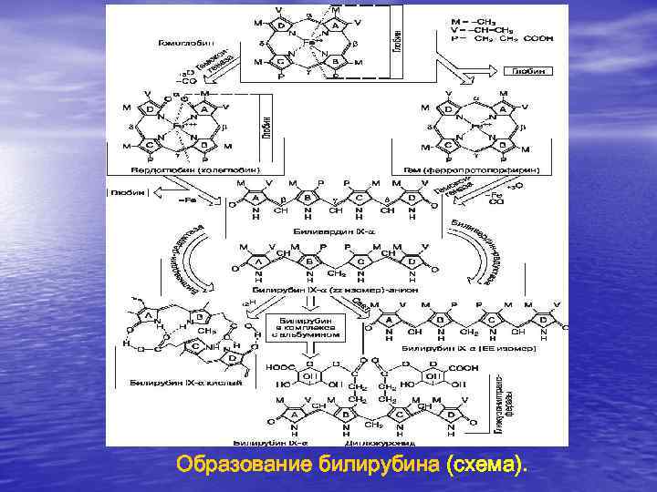 Образование билирубина (схема). Образование билирубина (схема).