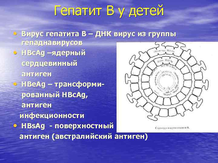 Гепатит В у детей • Вирус гепатита В – ДНК вирус Гепатит В у детей • Вирус гепатита В – ДНК вирус