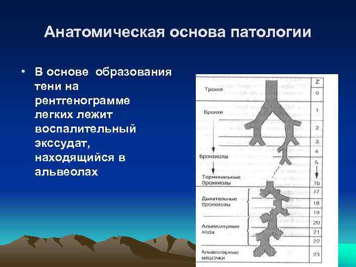   Анатомическая основа патологии  • В основе образования  тени на 